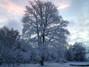 Sne i mosen 2015