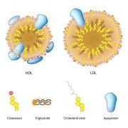 Lipoproteiner kolesterol