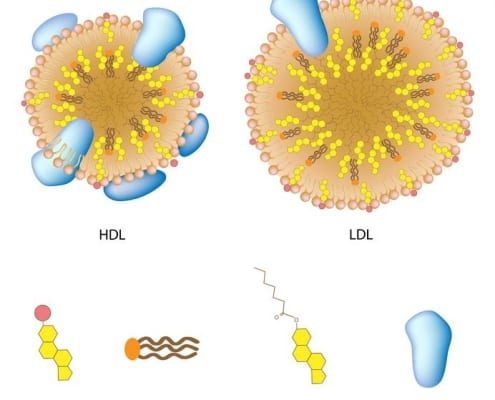 Lipoproteiner kolesterol