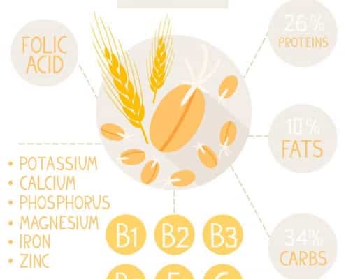 Hvede indhold protein