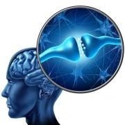 brain hjerne signalstoffer
