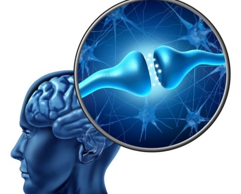 brain hjerne signalstoffer