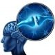 brain hjerne signalstoffer