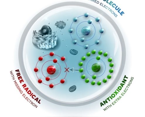 Antioxidant & fri radikal